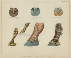 Anatomie, le pied du cheval - English School