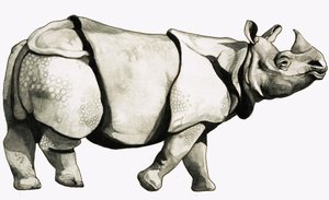 Ancient rhinoceros