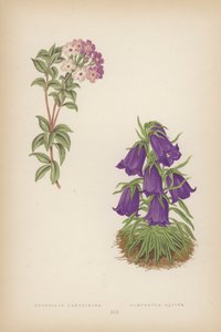 Androsace Lanuginosa; Campanule des Alpes - English School