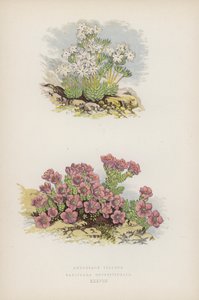 Androsace Velue ; Saxifrage Opposée (lithographie en couleur) - English School