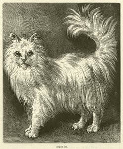 Chat Angora (gravure)