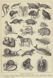 Règne animal (gravure) - English School