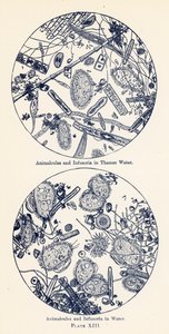 Animalcules et infusoires dans l