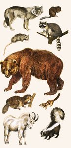 Animaux et oiseaux du Canada - English School