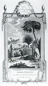 Animaux de Maragnan, illustration tirée des Voyages et Voyages de Moore