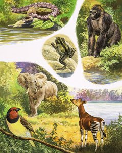 Animaux que vous pourriez trouver au Congo - English School