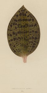 Anoectochilus Lowii - English School