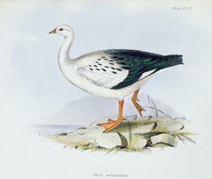 Anser Melanopterus, de La Zoologie du Voyage du H.M.S. Beagle 1832-36, par Charles Darwin (1809-92), 1840 - English School