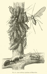 Fourmi trayant des pucerons ou des pucerons des plantes - English School