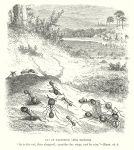Fourmi de Palestine (Atta Barbara) (gravure)
