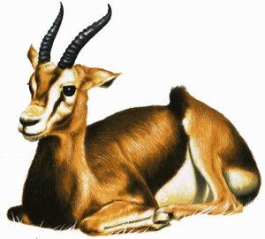 Antilope - English School