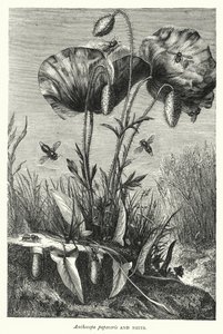 Anthocopa papaveris et Nids - English School