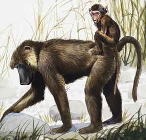 Singe avec bébé (gouache sur papier)