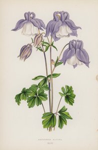 Aquilegia Alpina - English School
