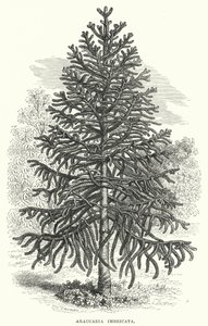 Araucaria Imbricata - English School