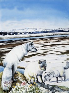 Renard arctique - English School