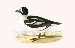 Garrot arctique, illustration de 