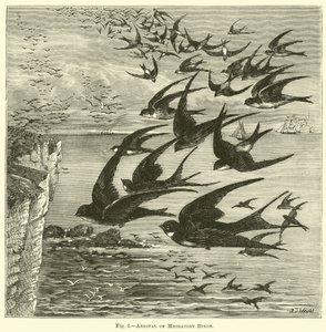 Arrivée des oiseaux migrateurs - English School