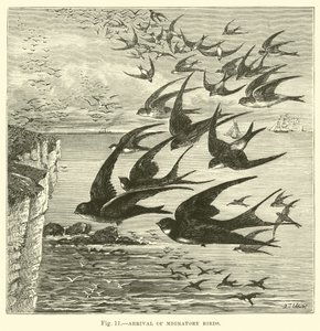 Arrivée des oiseaux migrateurs - English School