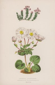 Asperula arcadienne ; Renoncule de Parnasse - English School