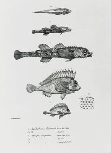 Aspidophorus Chiloensis et Agriopus Hispidus, planche 7 de 