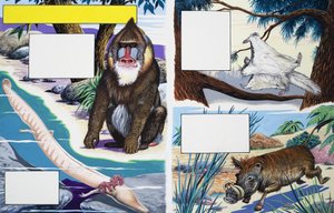 Animaux divers