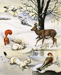 Animaux divers en hiver - English School