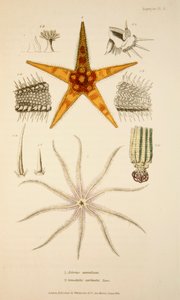 Asterias aurantiaca et Comatula carinata, pub. 1833 - English School