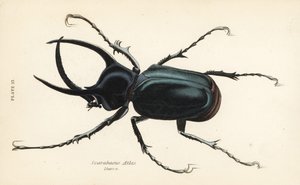 Scarabée atlas, Chalcosoma atlas (Scarabaeus atlas)