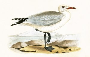 Goéland d