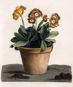 Auricula dans un pot, vers 1840