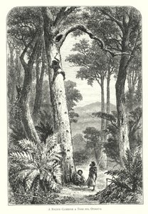 Australie : un indigène grimpant à un arbre pour un opossum (gravure) - English School