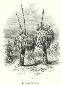 Australie : arbres à herbe (gravure) - English School