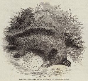 Fourmilier australien, aux jardins de la Société zoologique - English School