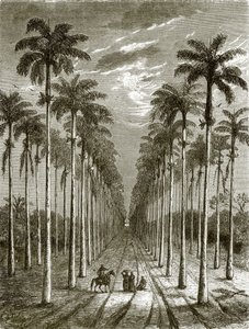 Avenue de palmiers menant à une résidence à Cuba - English School