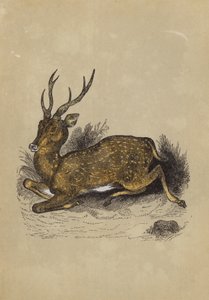 Cerf axis - English School
