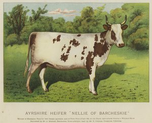 Génisse Ayrshire "Nellie de Barcheskie"