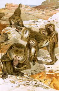 Baboons