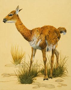 Bébé Lama - English School