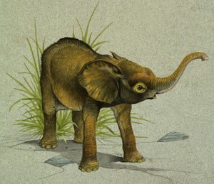 Bébé éléphant - English School