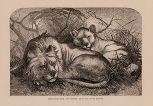 Lion et lionne de Babylone, de la rivière Karoom (gravure) - English School