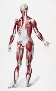 Dos du corps humain masculin montrant les muscles, les tendons et les os, de The Vessels of the Human Body, édité par Jones Quain et William Wilson, publié par Taylor et Watson, Londres en 1837 - English School