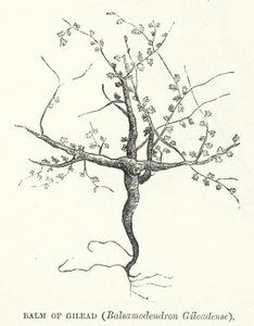 Baume de Galaad, Balsamodendron Gileadense (gravure) - English School