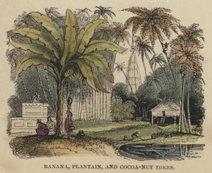 Bananier, plantain et cocotier - English School