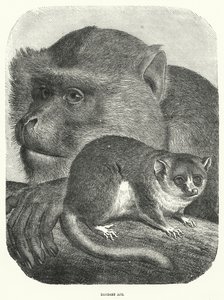 Singe de Barbarie (gravure) - English School