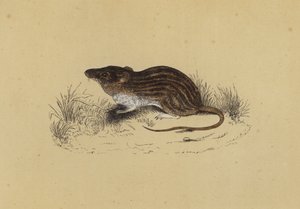 Souris de Barbarie - English School