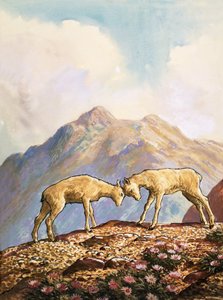 Mouflon à manchettes