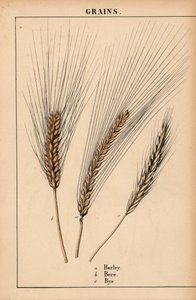 Orge, orge et ray-grass, de 