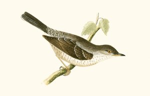 Fauvette épervière, illustration de 