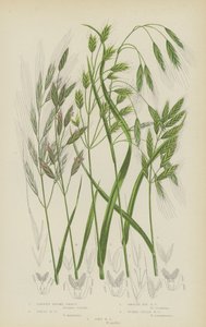 Brome stérile, Brome géant, Brome lisse, Brome des champs tumide, Brome mou